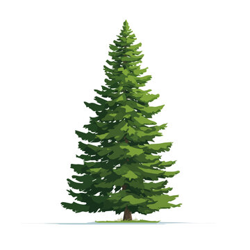 Douglas Fir Tree &mdash; flat 2D vector artwork created in a clean, modern, and minimal style on white background.