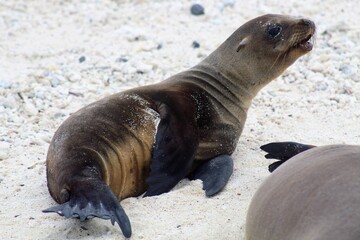 Fototapeta premium sea lion in galapagos