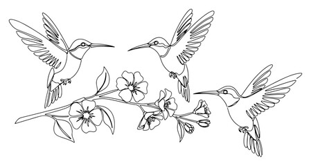 Minimalist continuous one line drawing of three hummingbirds hovering near a blooming cherry blossom branch © InsomniaVideo