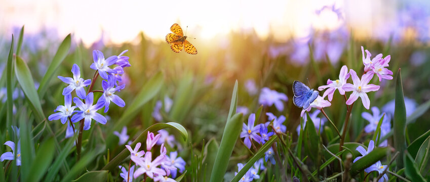 Beautiful spring landscape. first spring flowers and butterflies close up in garden, nature background. spring perennial primroses of Chionodoxa luciliae, Scilla luciliae or Lucile's glory of the snow