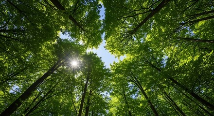 Obraz premium Tall trees with green leaves reaching towards bright sky in forest