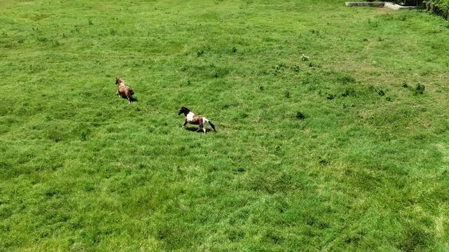 Dos caballos corriendo libres en pradera verde