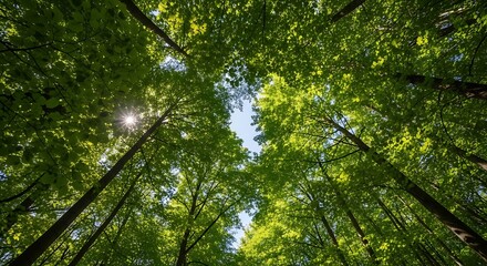 Obraz premium Tall trees with green leaves reaching towards bright sky in forest