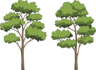 Obraz premium Green deciduous tree illustration with two isolated trees, natural foliage vector artwork for landscape design, ecology concepts, environmental graphics, and botanical nature backgrounds
