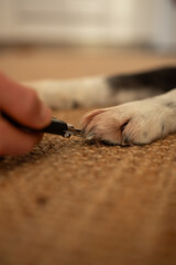 Obraz premium Close up shot of dog nail trimming process on a jute carpet with Husky mix.