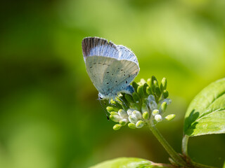 Holly Blue Butterfly Egg laying on Dogwood. An Egg is Showing on the Flower.