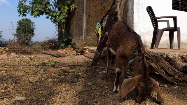 Goat graze near rural building on sunny day, nature scene