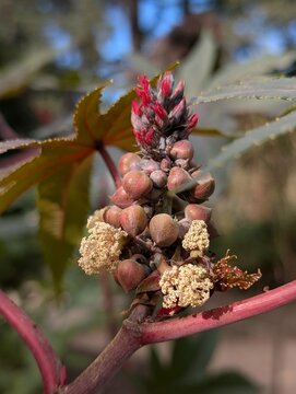 Frutos de la planta del ricino