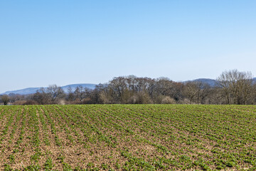 Looking out over a field of crops in Sussex on a sunny spring day
