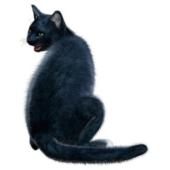 3D Rendering Black Cat on White © photosvac