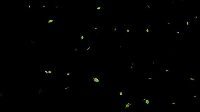 Realistic green leaf fall animation, falling green leaves on black background. natural leaves 4k loopable overlay alpha channel.