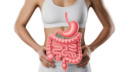 Anatomical illustration of the human digestive system superimposed on a female torso. Transparent background.
