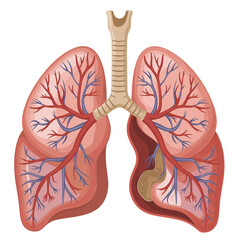 Anatomical illustration of human lungs and respiratory system. Transparent background.