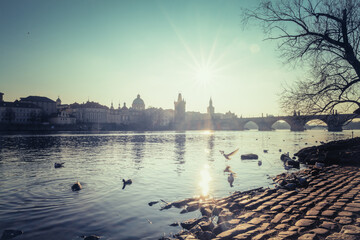 Swans and small birds enjoy the water on a cold winter morning on the banks of the Vltava River with the Charles Bridge in the background. © Jess_Ivanova