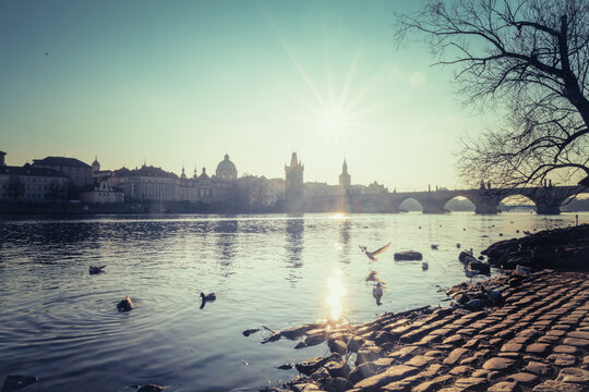 Swans and small birds enjoy the water on a cold winter morning on the banks of the Vltava River with the Charles Bridge in the background.