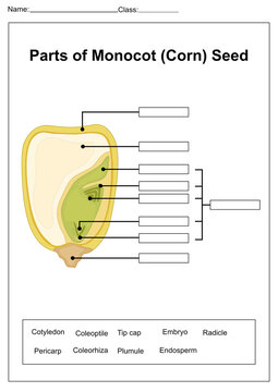 Parts of monocot corn seed labeling worksheet with detailed diagram word bank and fill in the blanks for biology lessons