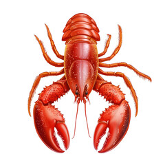 Realistic illustration of a red lobster on a white background, showcasing detailed features and texture of the seafood