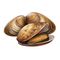 Three Atlantic surf clams displayed, one partially open showcasing the golden meat inside, on a white background