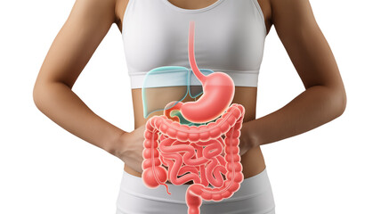 Anatomical illustration of the human digestive system superimposed on a female torso. Transparent background.