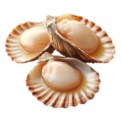 Fresh scallops in open shells arranged beautifully on a white background, showcasing their natural seafood appeal