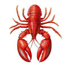 Detailed illustration of a red lobster with large claws, showcasing its rich texture and vibrant colors on a white background