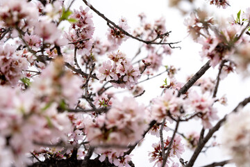 Obraz premium Beautiful almond tree branch covered with soft pink blossoms against blue sky. Selective focus and soft focus highlight spring freshness, nature harmony and seasonal life.