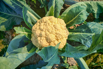 Cauliflower Surrounded By Green Leaves
