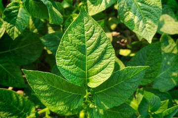 Close-up photograph of a potato plant leaves
