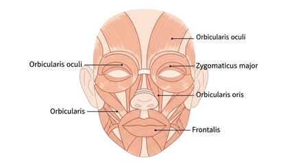 Fototapeta premium Face muscles