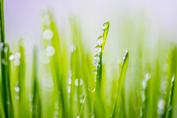 Obraz premium gouttes d'eau