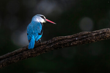 Obraz premium Woodland kingfisher