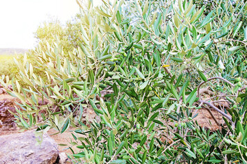 Olives on Olive Tree Branch with Sunshine