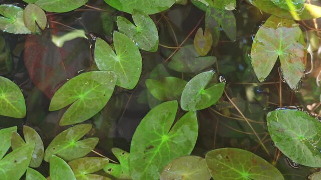 guppy fish in a lotus pond