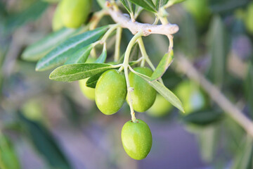Olives on Tree Branch Close Up