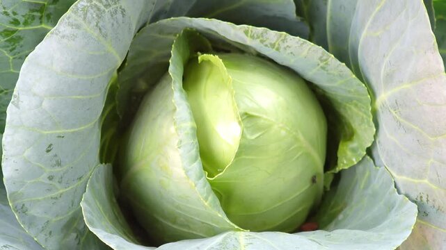 Organic cabbage in the garden