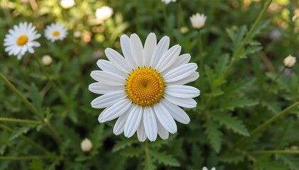 Close-up of a white daisy flower with yellow center in a garden. Blooming chamomile plant in spring nature