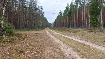 A high-voltage power transmission line has been laid in a clearing of a mixed forest among birches and pines. There is a dirt road nearby. Cloudy autumn weather and grey sky © Balser