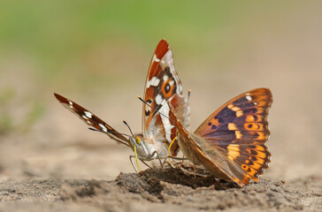 Purple Emperor butterflies (Apatura iris) feeding on the ground, macro shot of butterflies with vibrant orange and white wing patterns, nature wildlife photography. © WojtekWildlife