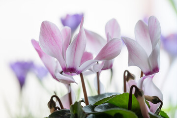 Kwiaty cyklamenu z liśćmi na białym tle – jasna, dekoracyjna kompozycja © Elżbieta Kaps