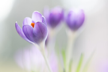 Fioletowe krokusy na jasnym rozmytym tle – wiosenna, delikatna kompozycja © Elżbieta Kaps