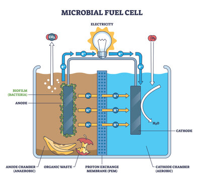Microbial fuel cell diagram showing bacteria converting organic waste to electricity, clear flow at anode, proton exchange membrane, and cathode highlighted. Outline diagram