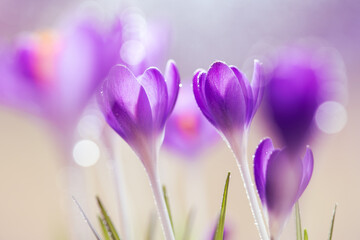 Fioletowe krokusy na jasnym rozmytym tle – wiosenna, delikatna kompozycja © Elżbieta Kaps