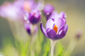 Fioletowe krokusy na jasnym rozmytym tle – wiosenna, delikatna kompozycja © Elżbieta Kaps