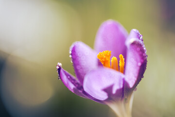 Fioletowe krokusy na jasnym rozmytym tle – wiosenna, delikatna kompozycja © Elżbieta Kaps