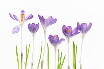 Krokusy izolowane na białym tle, copy space © Elżbieta Kaps