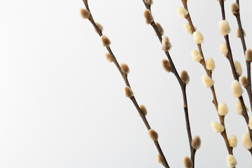 Spring branches with soft buds in close up on a plain white background showing natural growth and texture