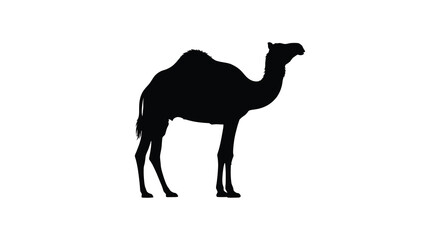A striking black silhouette depicts a dromedary camel standing in profile against a plain white background silhouette © jivect02