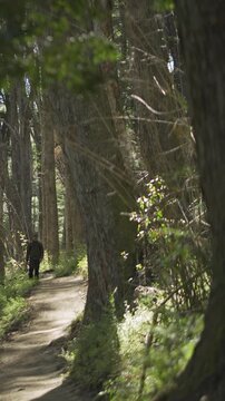 Man wearing a cap and backpack approaching the camera along a narrow trail beneath a dense native Coihue forest in Patagonia Argentina.