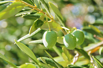 Green Natural Olives or Olive Fruits with Tree Branch and Leaves Close Up