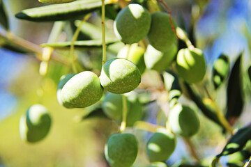 Olives or Olive Fruits with Tree Branch and Leaves Close Up